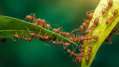 Como se livrar rapidamente das formigas em seu apartamento: 4 maneiras sem produtos químicos