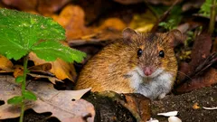 Ultrassons funcionam contra roedores? O que resulta mesmo no jardim e no pomar