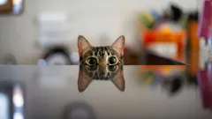 O gato e sua estratégia silenciosa: o que significa quando ele fica te observando constantemente