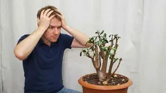 Por que a árvore do dinheiro se estica e cai: uma maneira simples de restaurar sua aparência perfeita