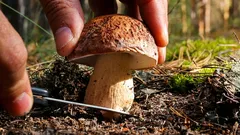 Cortar ou arrancar cogumelos: o que diz a ciência e como colher sem estragar o bosque