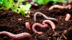 O segredo do solo vivo: 3 condições para ter mais minhocas no jardim