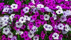 Semeando petúnias em janeiro: como obter uma germinação bem-sucedida e mudas vigorosas sem brotos espaguete