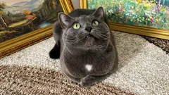 5 regras para que o gato seja feliz, mesmo que nunca saia à rua