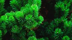 Agulhas de pinheiro no jardim: 10 usos práticos que poupam trabalho e água