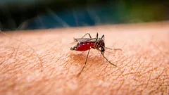 Por que as picadas de mosquito coçam tanto e como aliviar rapidamente a coceira