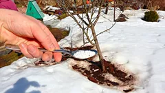 Vale a pena aplicar fertilizantes sobre a neve e, se sim, como e quando o fazer corretamente